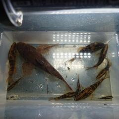 🐟一緒にガサガサしませんか🐟 - 草津市
