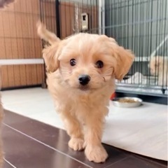 (御家族決まりました)チワプー産まれました👶