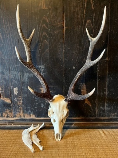 鹿　頭蓋骨と角　ニホンジカ