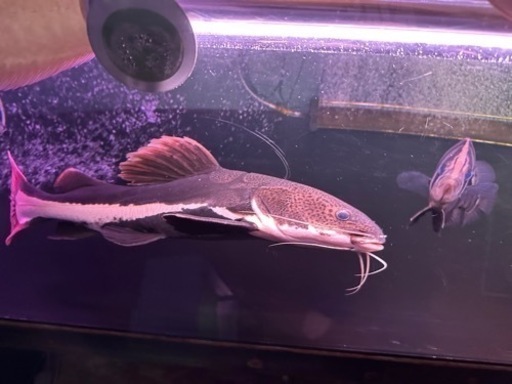 熱帯魚