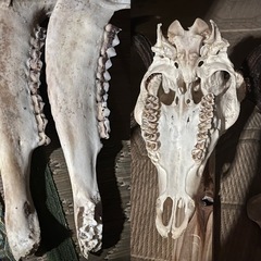 鹿　頭蓋骨と角　ニホンジカの画像