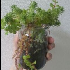 ②100円　多肉植物寄せ植え　空きビン　セダム