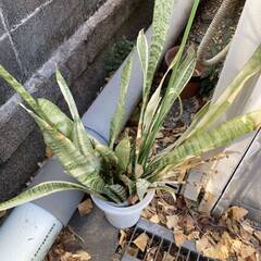 あげます　詳細不明 観葉植物