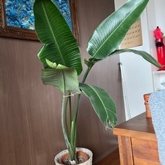オーガスタ