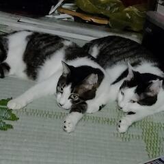 １歳強の双子保護猫です。