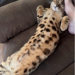 ベンガル　オス　10ヶ月