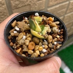 アガベ　スナグルトゥース　リュウゼツラン　塊根植物の画像