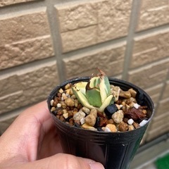 アガベ　スナグルトゥース　リュウゼツラン　塊根植物の画像