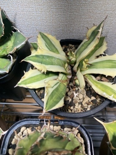 アガベ　スナグルトゥース　リュウゼツラン　塊根植物