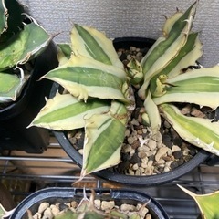 アガベ　スナグルトゥース　リュウゼツラン　塊根植物の画像