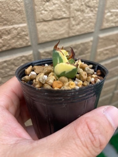 アガベ　スナグルトゥース　リュウゼツラン　塊根植物