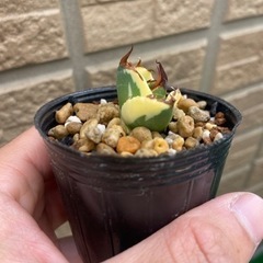 アガベ　スナグルトゥース　リュウゼツラン　塊根植物