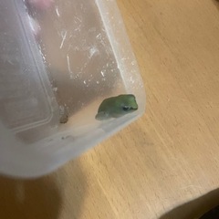 クサガエル