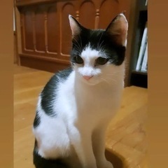 里親さん募集です、可愛いハチワレ