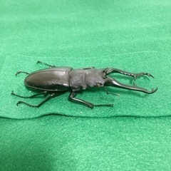 ギラファノコギリクワガタ 死虫
