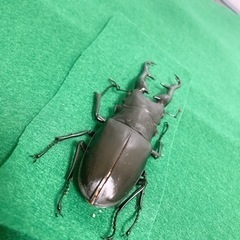 ギラファノコギリクワガタ 死虫の画像