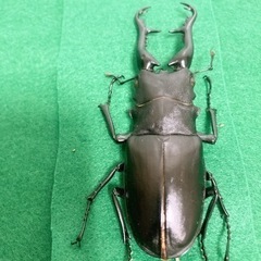 ギラファノコギリクワガタ 死虫の画像