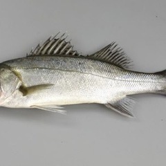釣り友募集