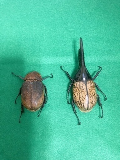 ヘラクレス.ヘラクレス 死虫 標本用