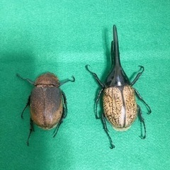 ヘラクレス.ヘラクレス 死虫 標本用の画像