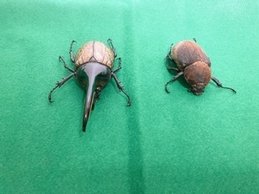 ヘラクレス.ヘラクレス 死虫 標本用
