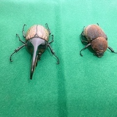 ヘラクレス.ヘラクレス 死虫 標本用の画像