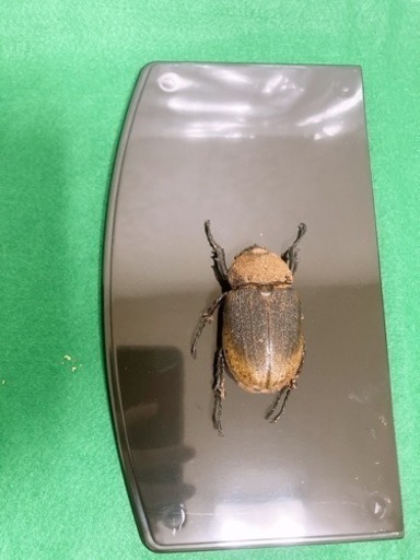 ヘラクレス.ヘラクレス ペア 死虫
