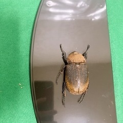 ヘラクレス.ヘラクレス ペア 死虫の画像