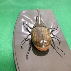 ヘラクレス.ヘラクレス ペア 死虫の画像