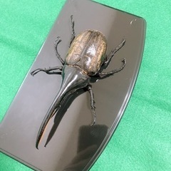 ヘラクレス.ヘラクレス ペア 死虫の画像