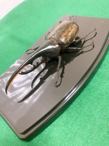 ヘラクレス.ヘラクレス ペア 死虫