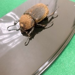 ヘラクレス.ヘラクレス ペア 死虫の画像