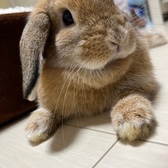 うさぎ