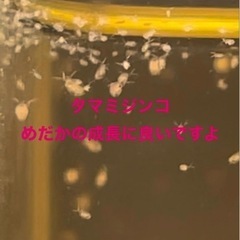 【花火めだか】ゾウリムシ、ミジンコ、ユーグレナ3種類セット　簡単培養マニュアル付き - ペット