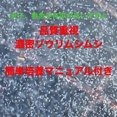 【花火めだか】ゾウリムシ、ミジンコ、ユーグレナ3種類セット　簡単培養マニュアル付き - 大和郡山市