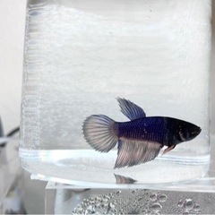 トラディショナルベタ♀稚魚 