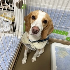 家庭の事情で飼えなくなってしまったので