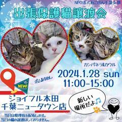 ねこけん千葉支部🐈️出張保護猫譲渡会！！