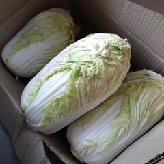 白菜1/20収穫