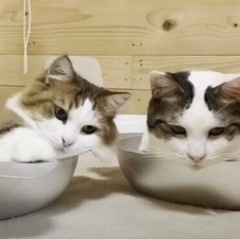 (ひ・ω・ま)