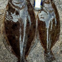ボート釣り興味ある方！