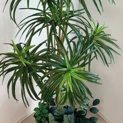 人工観葉植物を譲ります。
