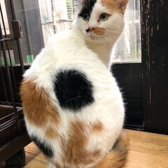 【動画あり】グリーンアイ⭐︎心も瞳も澄み切った魅惑の三毛猫⭐︎