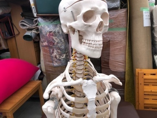 人体骨格標本 等身大サイズ約170cm　スタンド付き　