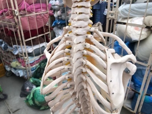 人体骨格標本 等身大サイズ約170cm　スタンド付き　