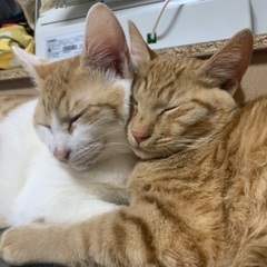 7ヶ月オス