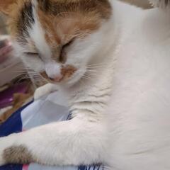 元外猫の三毛猫ちゃん 