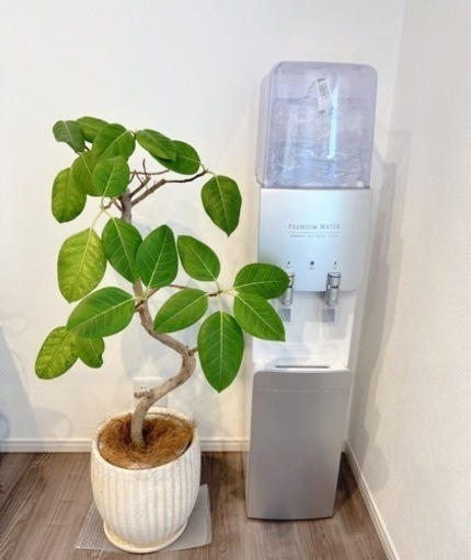 【観葉植物】フィカスアルテシーマ ゴムの木/アルテシマ