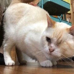 【動画あり】おしりポンポン大好き♡モコモコ癒し系男子