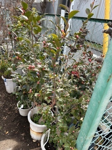 つばき　椿　まとめて20本くらい